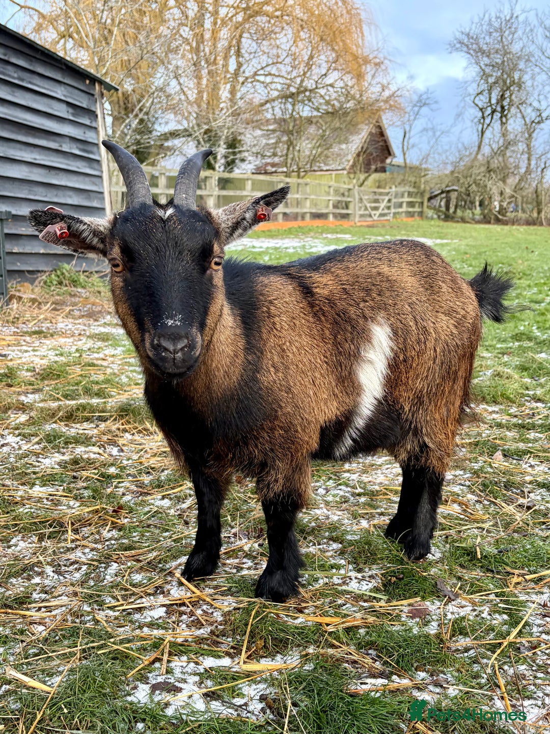 Goats livestock for sale: Pygmy goat Nannie’s for sale  - Advert 2