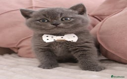 British Shorthair cats for sale: ❤️British Shorthair Kittens GCCF -Ready December  - Image 8