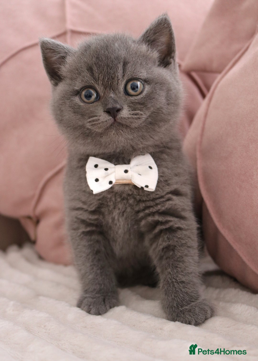 British Shorthair cats for sale: ❤️British Shorthair Kittens GCCF -Ready December  - Image 8