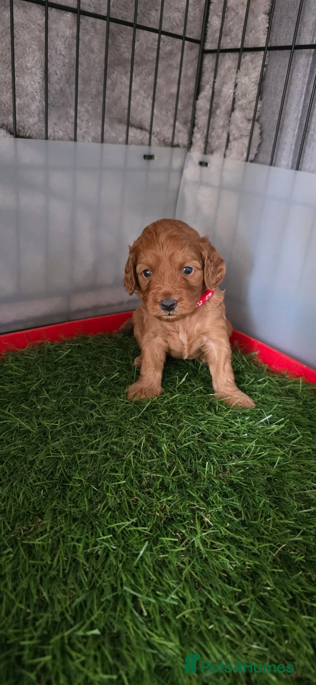 Cavapoo dogs for sale: 🌟HEALTH TESTED CAVAPOO F1B - Advert 18