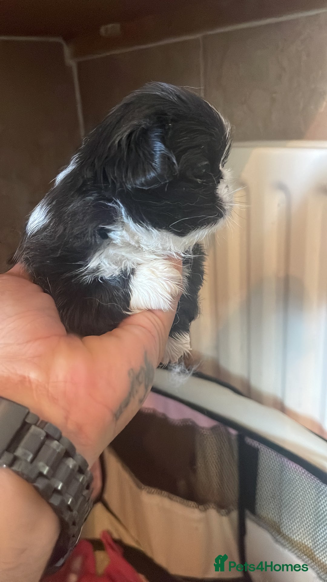 Pekingese dogs for sale: Pekingese puppy (3 girls and 3 boys left) - Image 5
