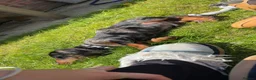 Dachshund dogs for sale: Lovely dappled Dachshund boy in Yeovil - Advert 2