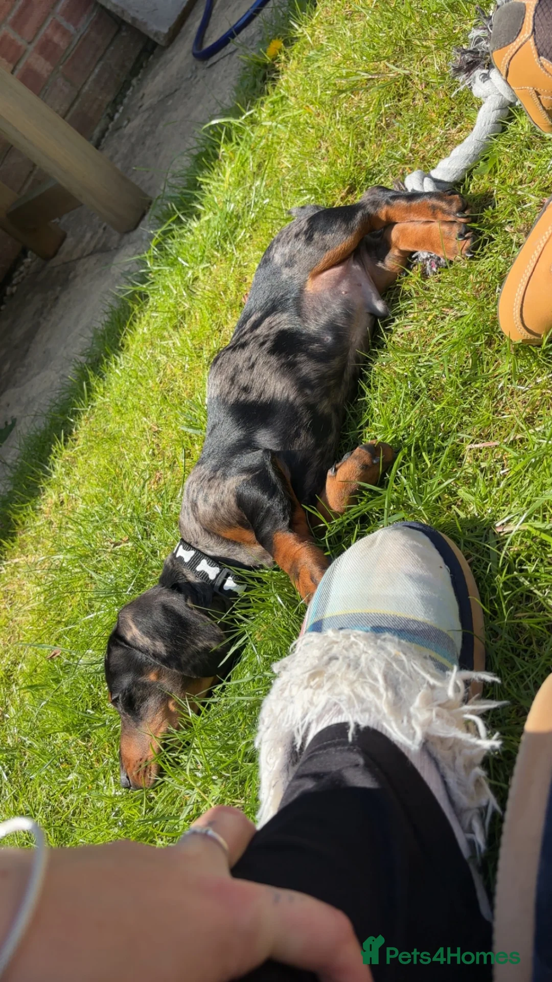 Dachshund dogs for sale: Lovely dappled Dachshund boy in Yeovil - Advert 2