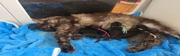 Mixed Breed cats for sale: 6 beautiful maine coon X  in Clacton-on-Sea - Advert 3