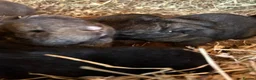 Flemish rabbits for sale: We have the Worlds Biggest Bunnies  - Advert 6