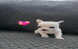 Chihuahua dogs for sale: Chihuahua pups 🐶  - Image 3
