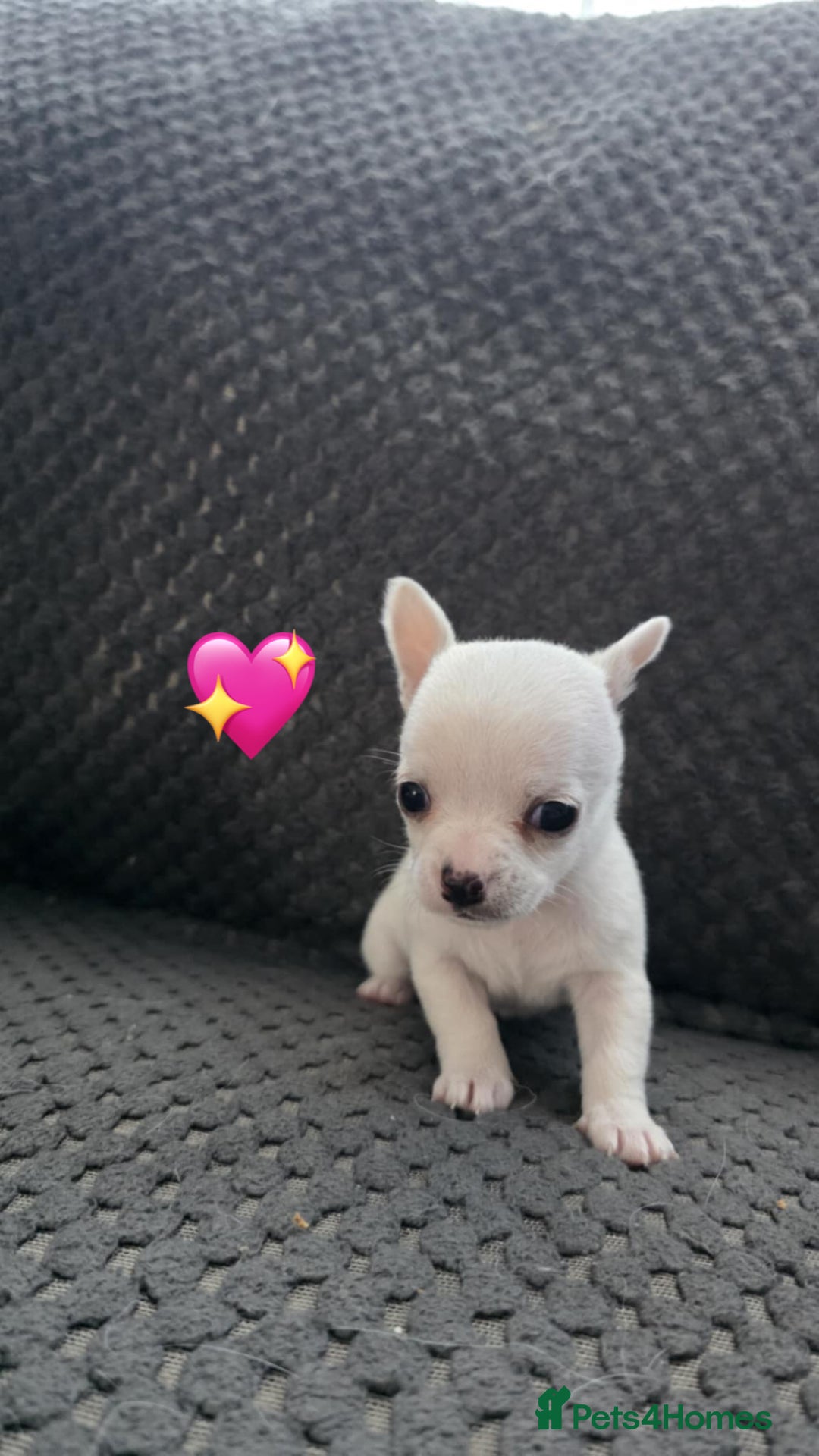 Chihuahua dogs for sale: Chihuahua pups 🐶  - Image 3
