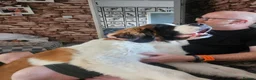 Saint Bernard dogs for sale: Male st bernard 8 months old puppy in Telford - Advert 3
