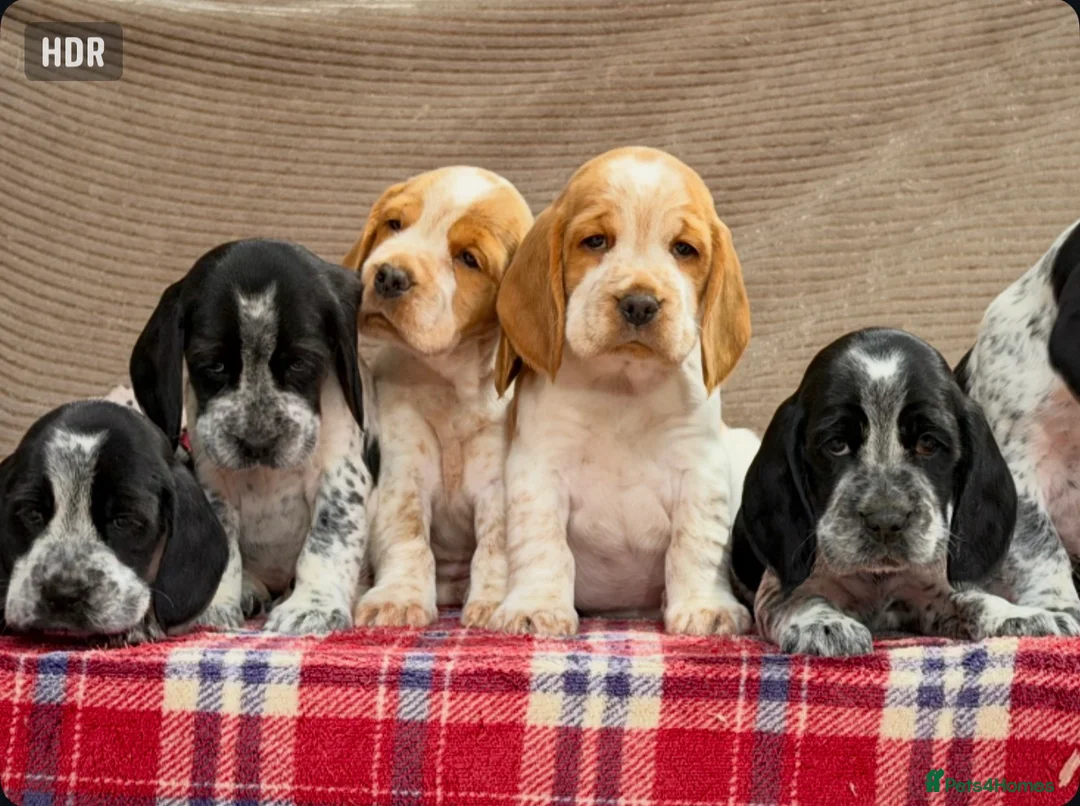 Bocker dogs for sale: STUNNING COCKER X BEAGLE PUPPIES  - Advert 2