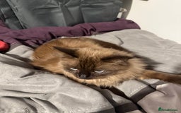 Ragdoll cats for sale: 1 1/2 year old ragdoll cat for sale - Image 2