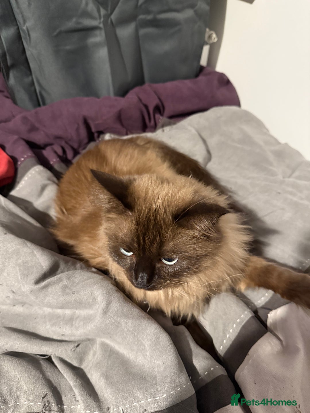 Ragdoll cats for sale: 1 1/2 year old ragdoll cat for sale - Image 2