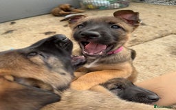 Belgian Shepherd Dog dogs for sale: Belgian Malinois puppies🐾 - Image 12