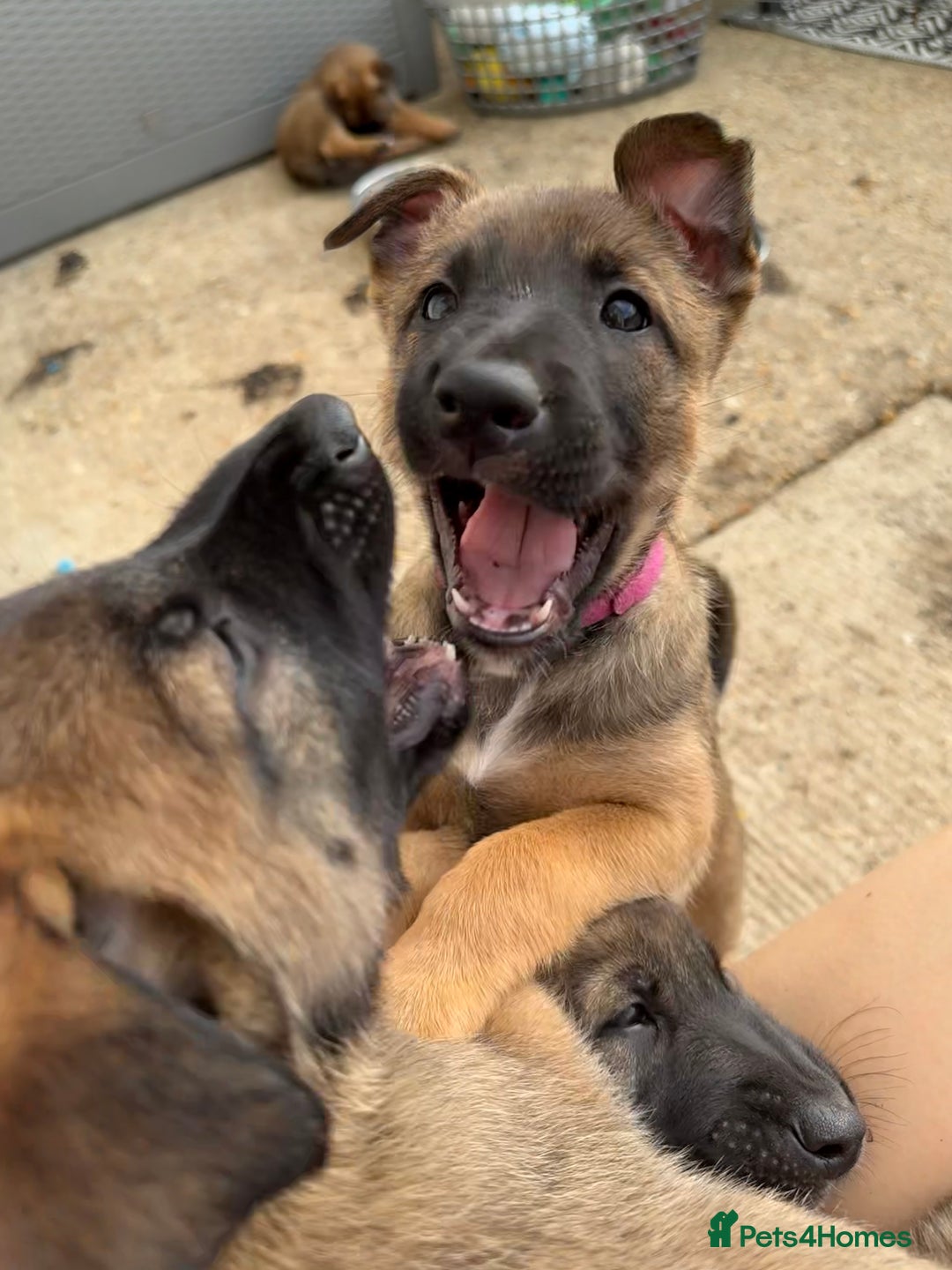 Belgian Shepherd Dog dogs for sale: Belgian Malinois puppies🐾 - Image 12