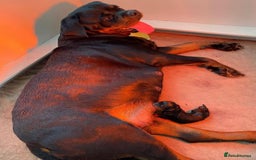 Rottweiler dogs for sale: 🐾 Beautiful Rottweiler Puppies Ready🐾 - Image 8