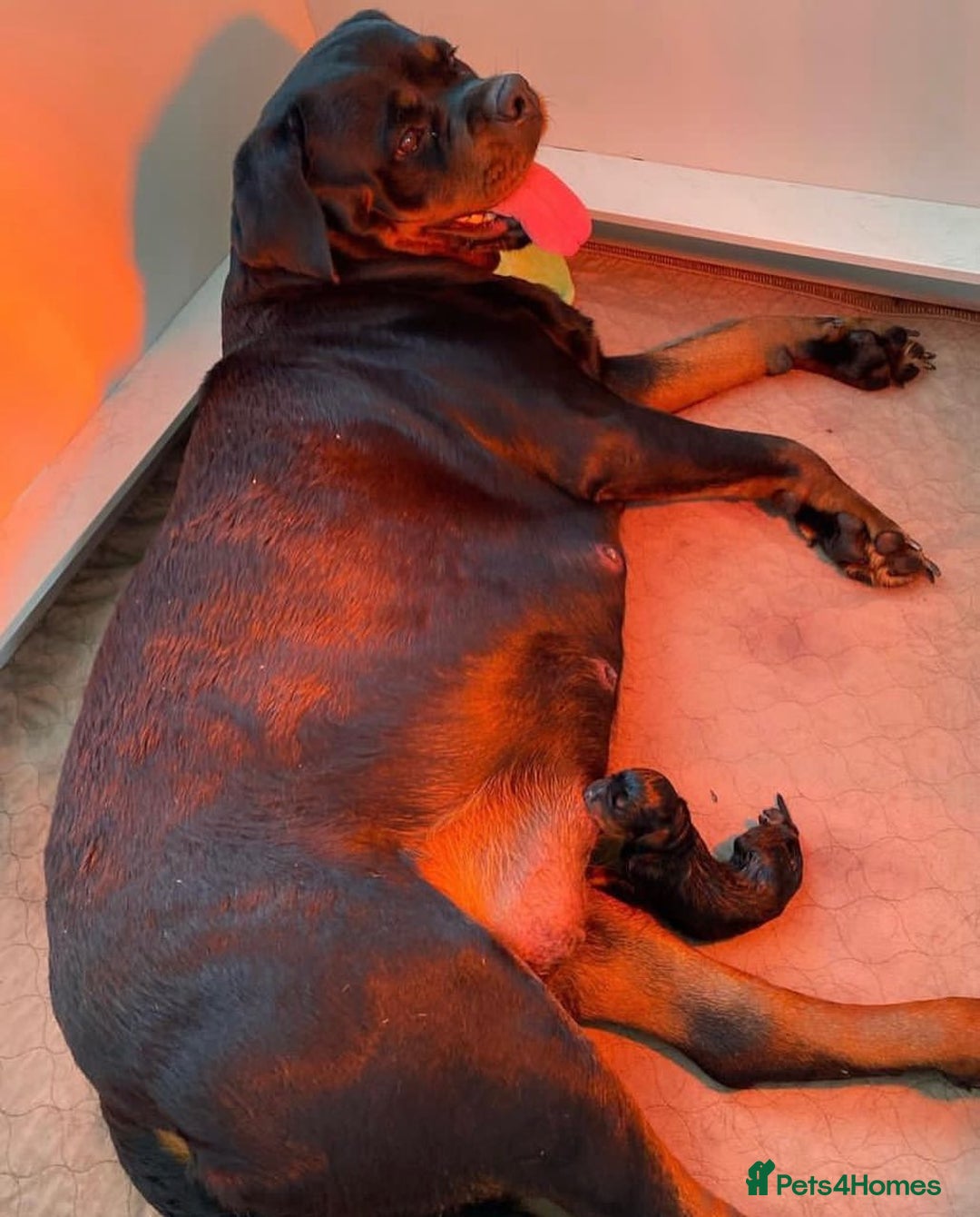 Rottweiler dogs for sale: 🐾 Beautiful Rottweiler Puppies Ready🐾 - Image 8