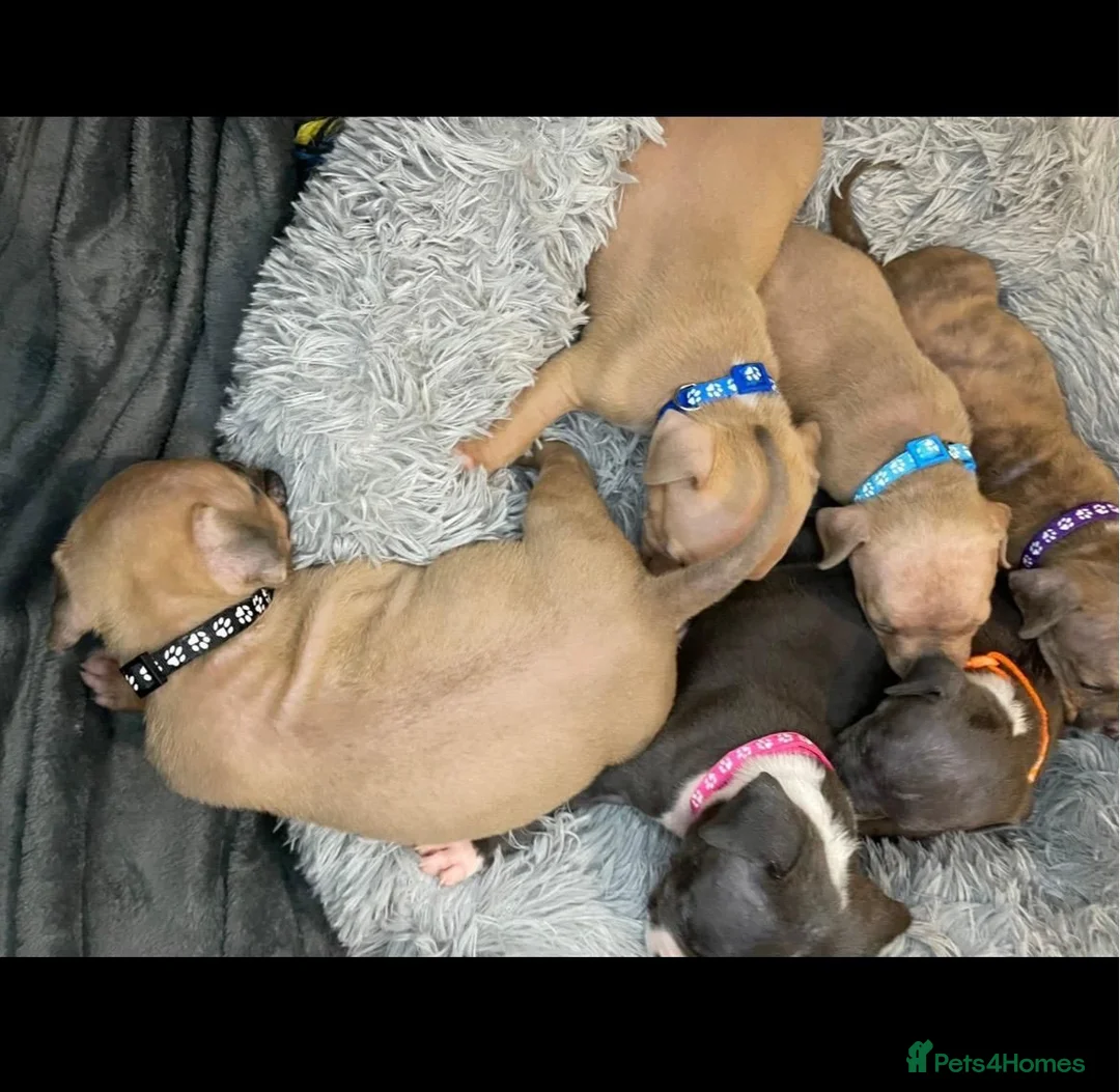 American Bully dogs for sale: Exquisute pocket bullys for sale  - Advert 2
