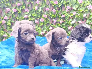 Mixed Breed dogs TOY FIRST GEN SHIHPOO PUPS PARENTS HEALTH TESTED - Advert 7