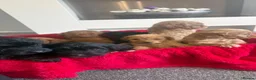 Cockapoo dogs for sale: Our Beautiful Cockapoo Puppys ❤️ - Advert 5