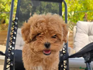 Maltipoo dogs READY TO LEAVE TODAY Tiny Toy Maltipoo puppies 🐶 - Advert 2