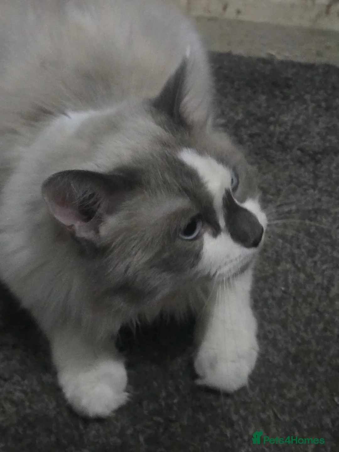 Ragdoll cats for sale: I have two full ragdoll kittens forsale  in South Ockendon - Advert 2