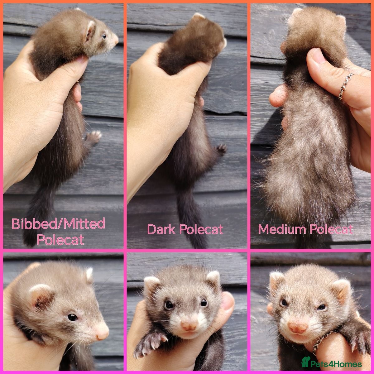 Ferret rodents Angora ferret kits Ready Now - Advert 2