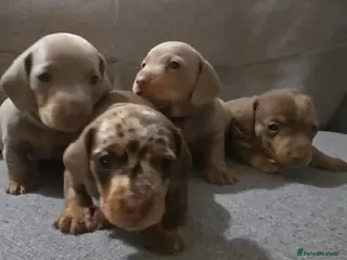 Miniature Dachshund dogs Exceptional Miniature lilac/dapple Dacshund boys - Advert 2