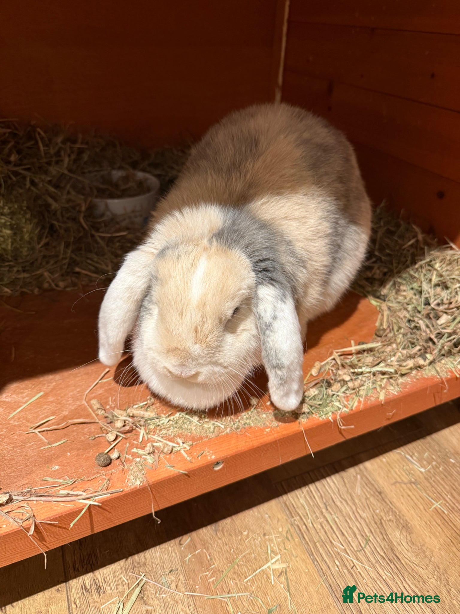 English Lop rabbits Female rabbit (multi coloured predominantly white) - Advert 1