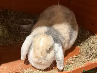 English Lop rabbits Female rabbit (multi coloured predominantly white) - Advert 1