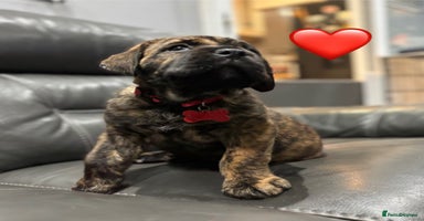 Cane Corso dogs - Advert 5