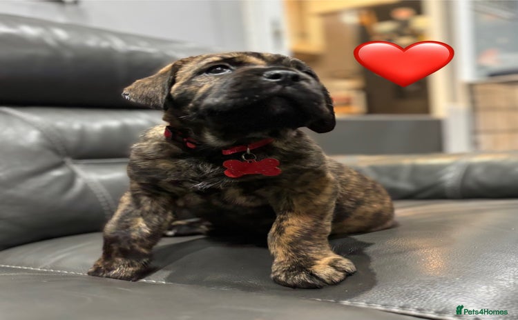 Cane Corso dogs - Advert 1