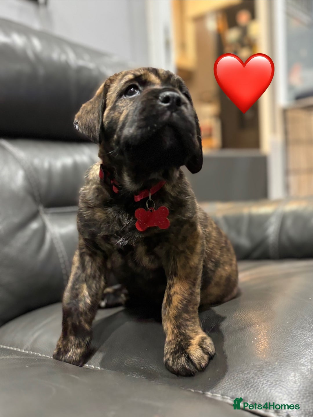 Cane Corso dogs for sale: Chunky Cane Corso Cross Pups – Ready Next Week! - Image 1