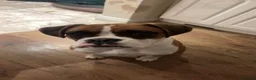 Boxer dogs for sale: Female Boxer Puppy - Advert 8