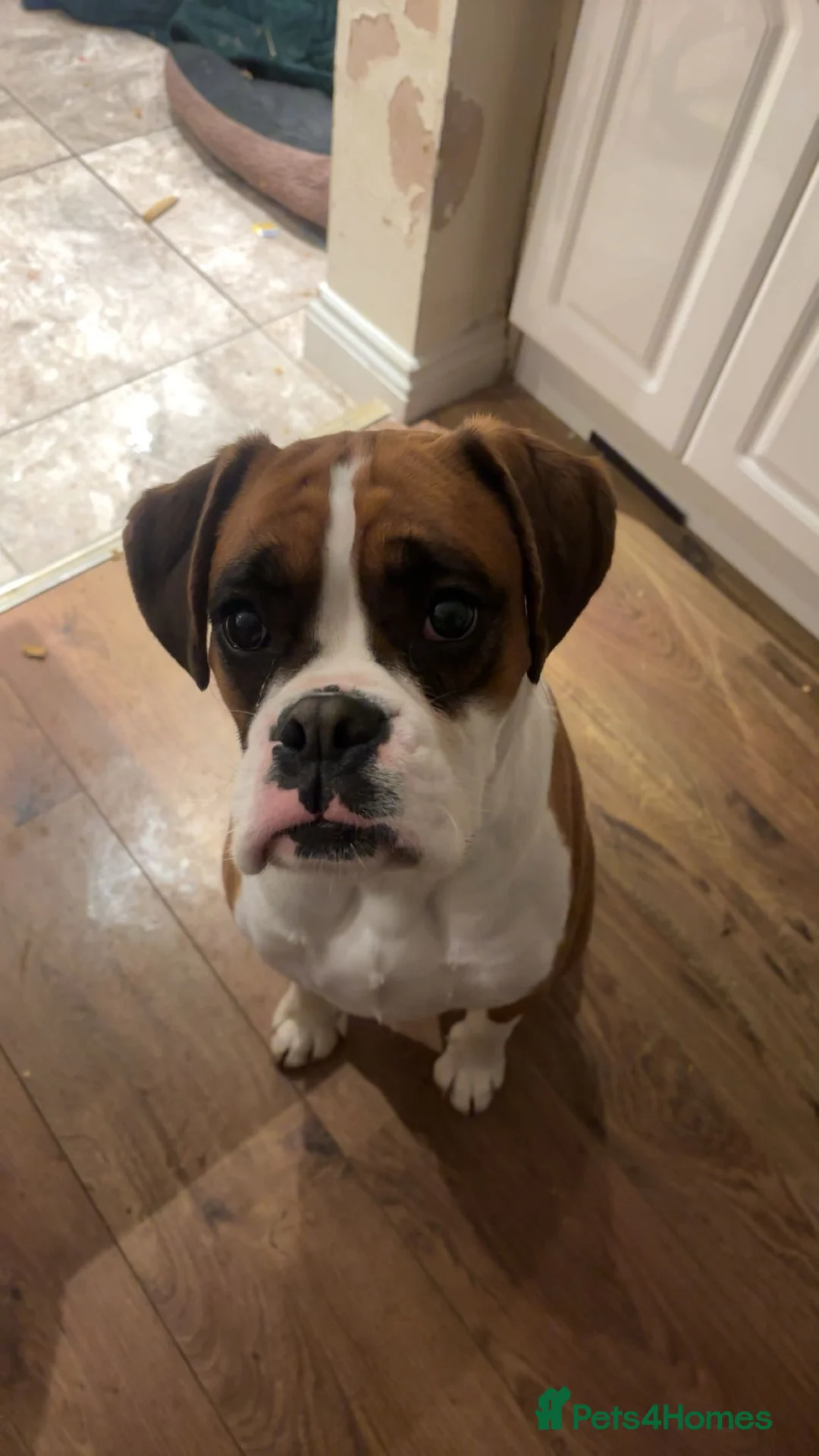 Boxer dogs for sale: Female Boxer Puppy - Advert 8