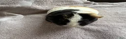 Guinea Pig rodents for sale: Two female bonded guinea pigs  - Advert 2