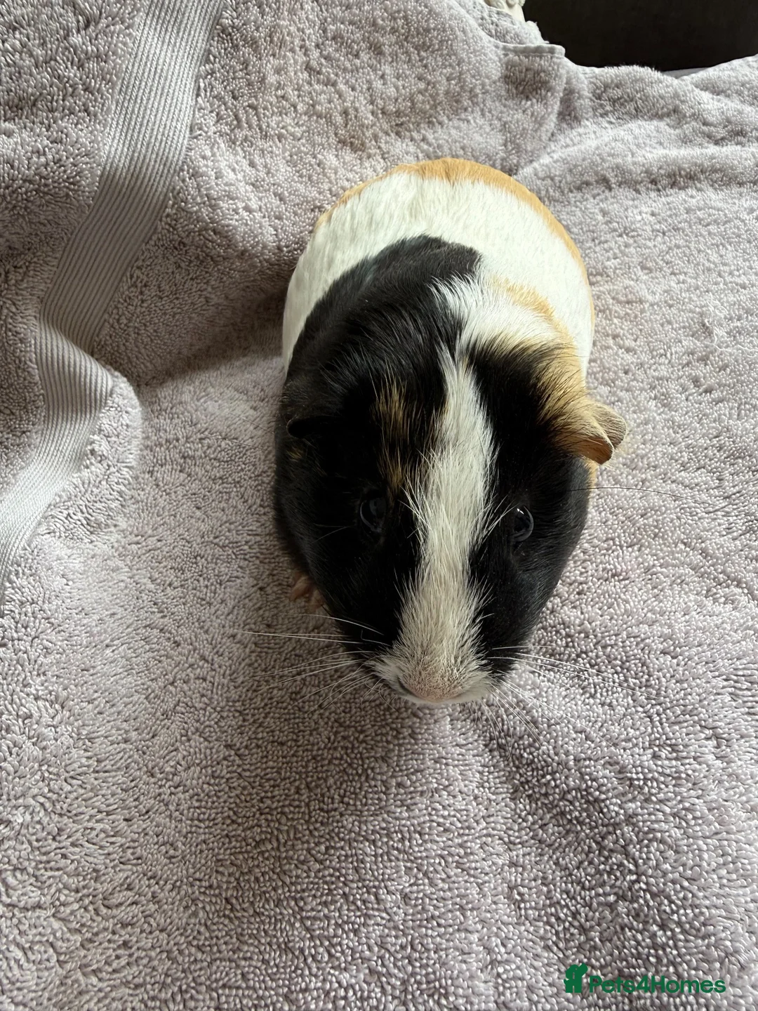 Guinea Pig rodents for sale: Two female bonded guinea pigs  - Advert 2