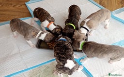 Whippet dogs for sale: Quality KC reg Whippet Puppies - Image 19