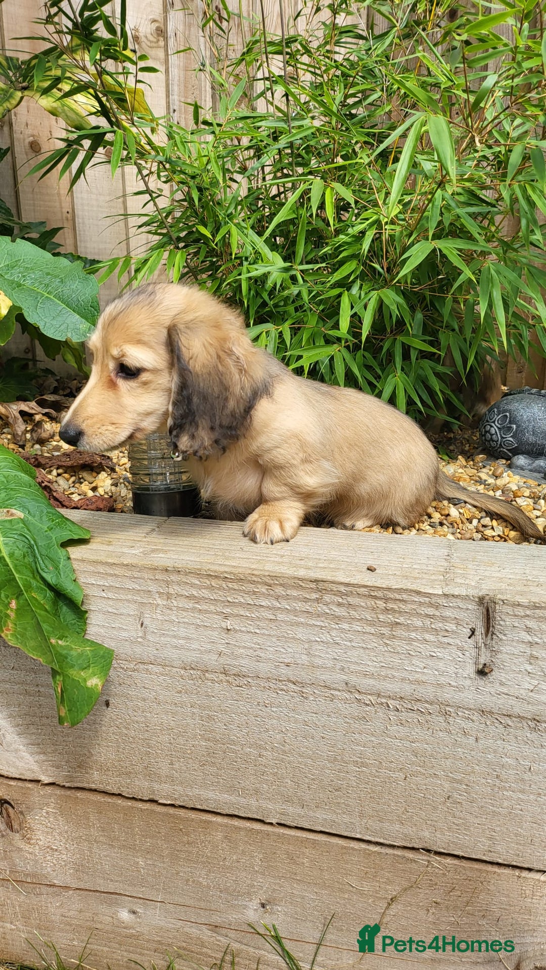Dachshund dogs for sale: Cream boy and girl Miniature dachshund - Image 33