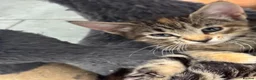 Mixed Breed cats for sale: American shorthair x bsh kittens please red descrp in Belvedere - Advert 17