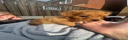 Cavapoo dogs for sale: ⭐ Ready today! F1 Health tested Cavapoos⭐ - Advert 29