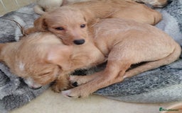Mixed Breed dogs for sale: 2 Boy Jackapoo,s  - Advert 4