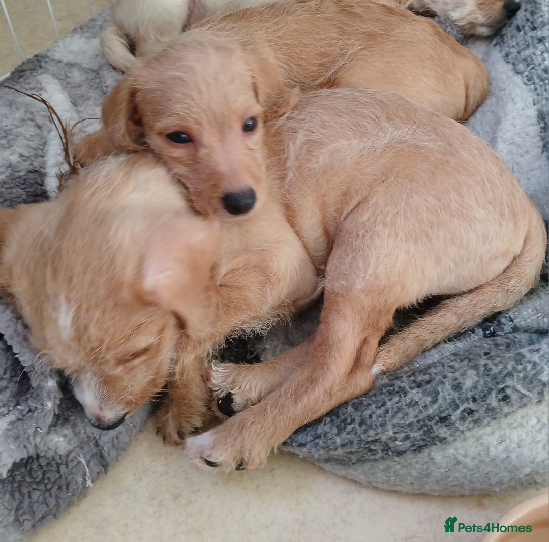 Mixed Breed dogs for sale: 2 Boy Jackapoo,s  - Advert 4