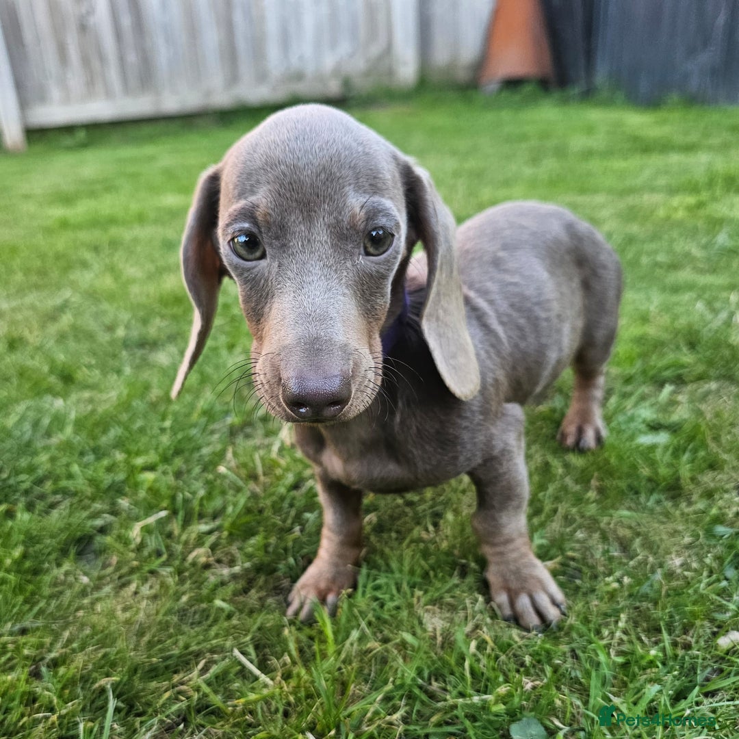 Dachshund dogs for sale: Last red girl fully vaccinated ready to leave x - Image 19