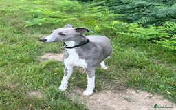 Whippet dogs for stud: Proven KC Blue and White Whippet for Stud - Image 1