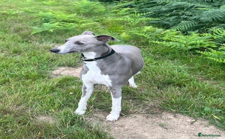 Whippet dogs - Advert 1
