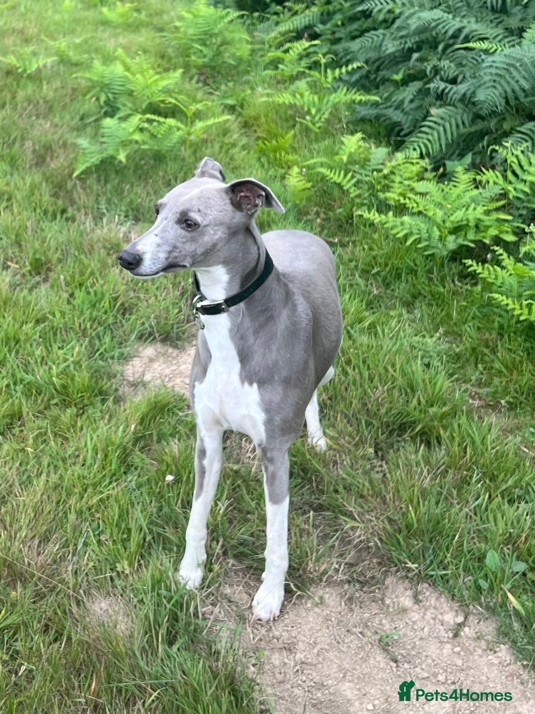 Whippet dogs for stud: Proven KC Blue and White Whippet for Stud - Image 1