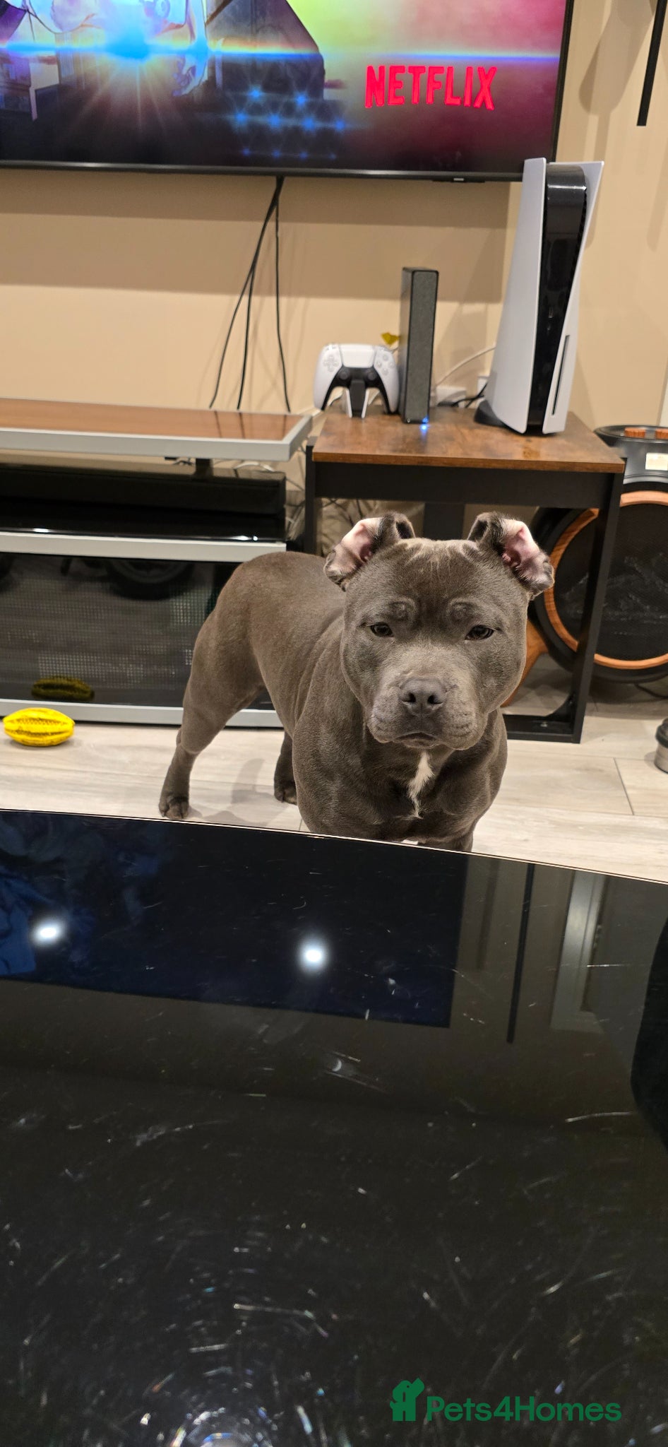Staffordshire Bull Terrier dogs KC Registered Blue Staffy Girl for sale - Advert 1