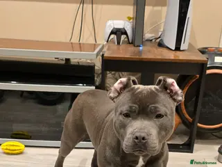 Staffordshire Bull Terrier dogs KC Registered Blue Staffy Girl for sale - Advert 1