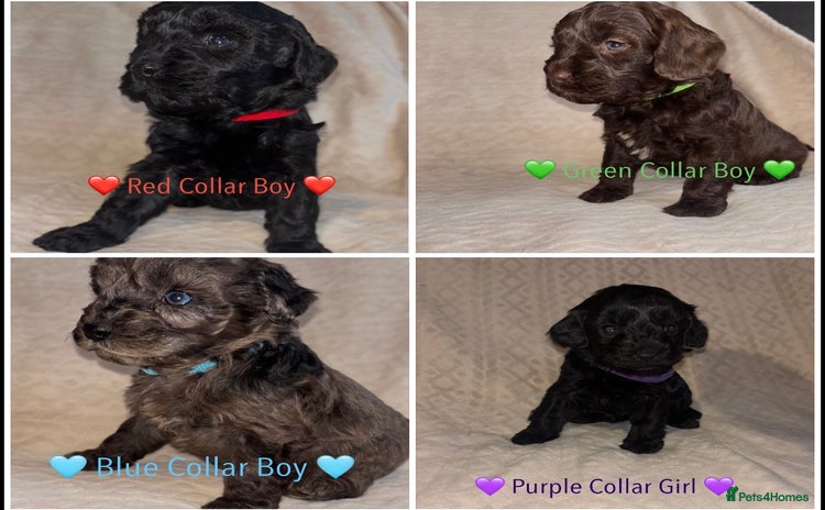 Cavapoo dogs 🐶 F1 CAVAPOO PUPPIES HEALTH TESTED PARENTS 🐶 - Advert 16