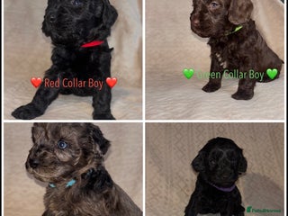 Cavapoo dogs 🐶 F1 CAVAPOO PUPPIES HEALTH TESTED PARENTS 🐶 - Advert 7