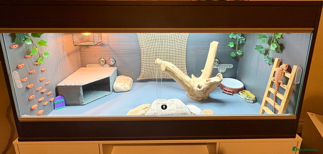 Bearded Dragon reptiles for sale: Young Dragon + Premium Setup *No Offers* Save £££ - Advert 2